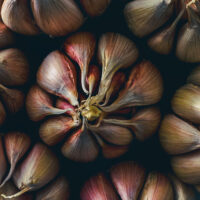 Garlic Portrait